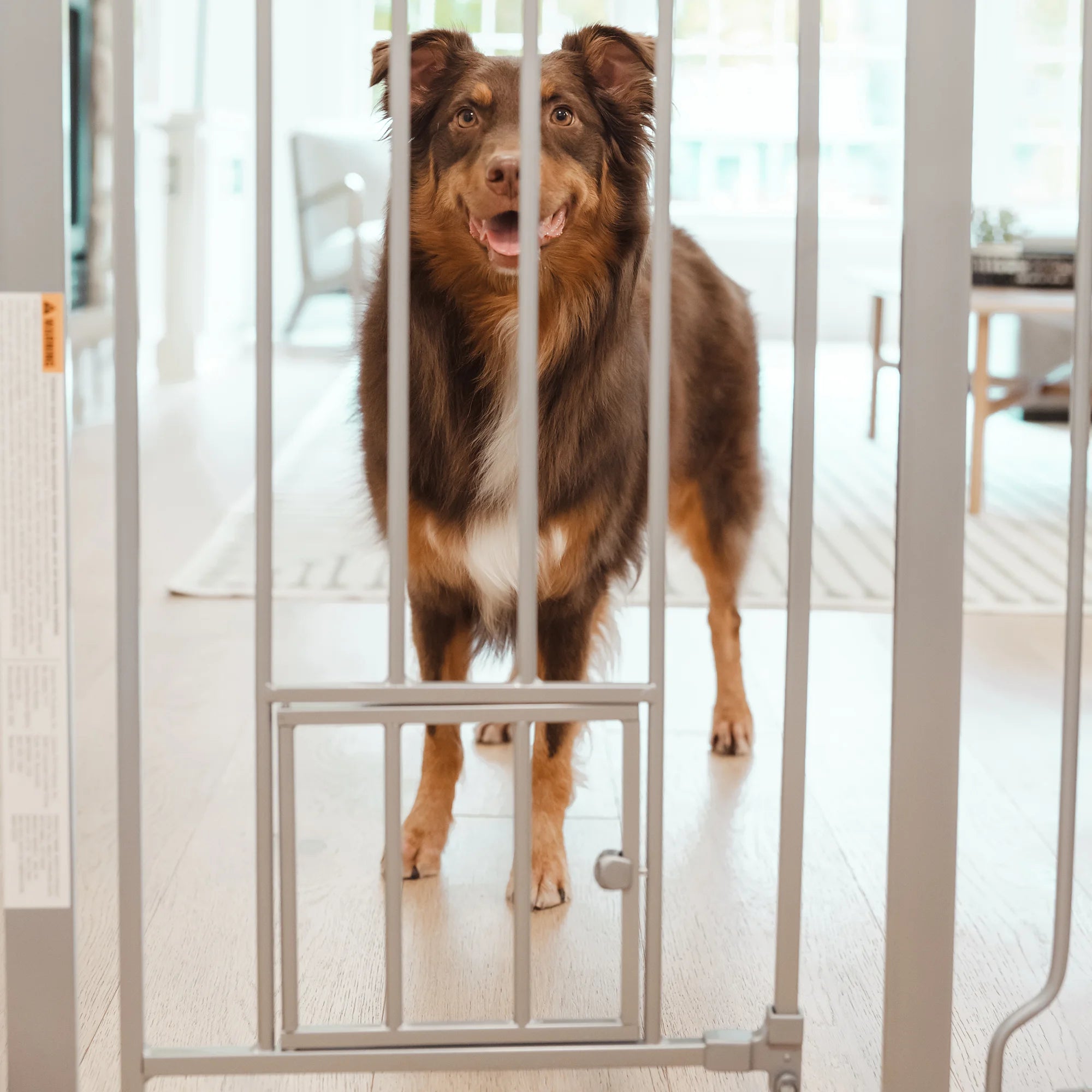 carlson-extra-tall-hundegitter-91cm-platin-mit-kleint-r image 7