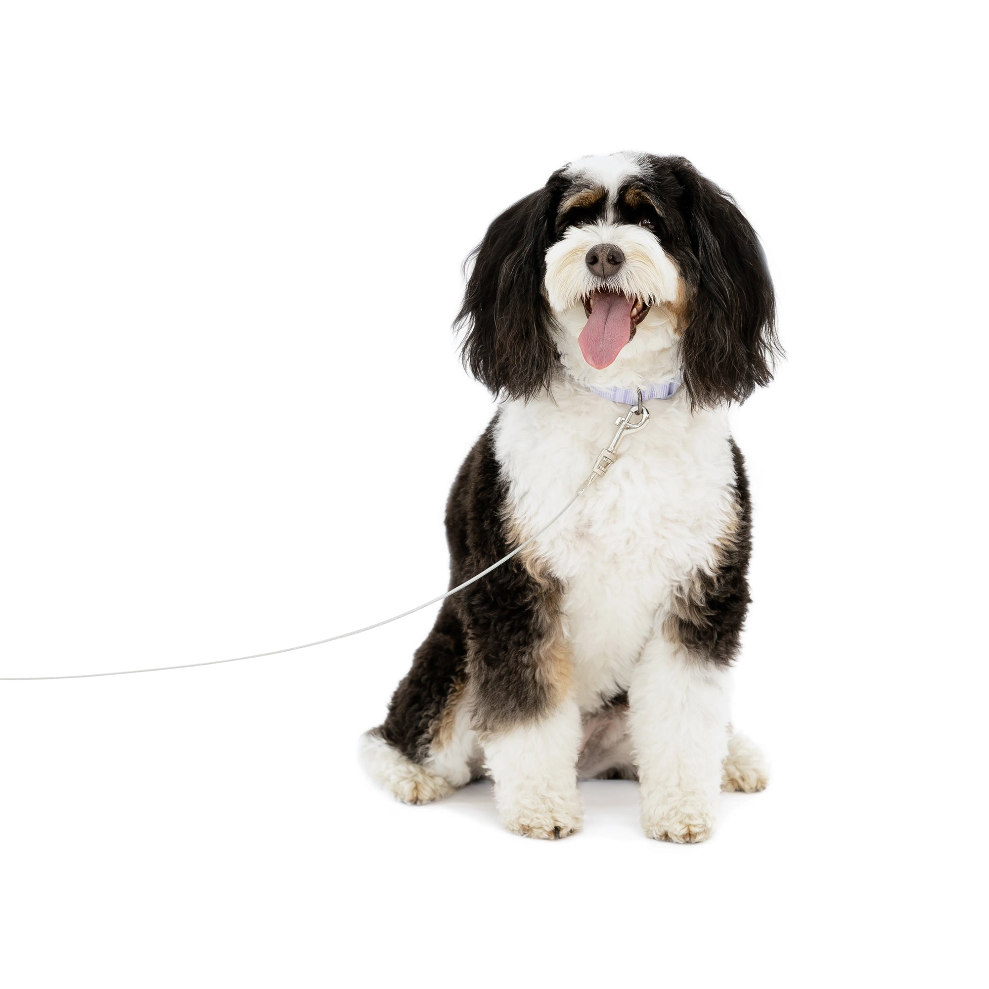 carlson-tie-outs-small-hunde-anleine-3-m-23-kg image 8