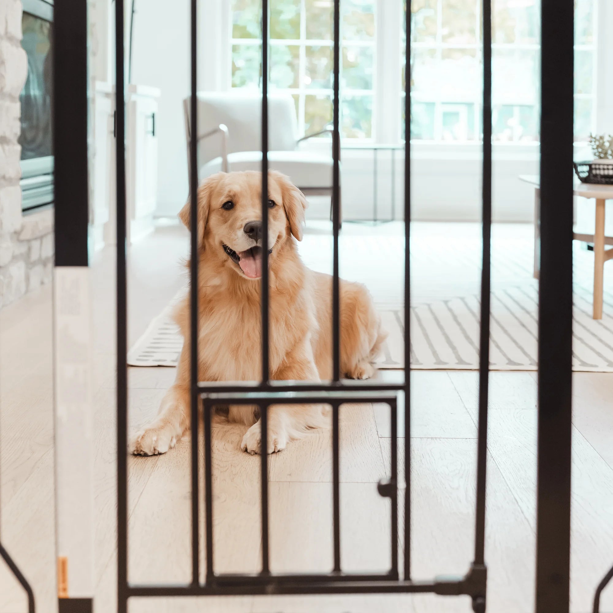 carlson-walk-thru-hundegitter-schwarz-91-hoch-kleintiert-r image 6