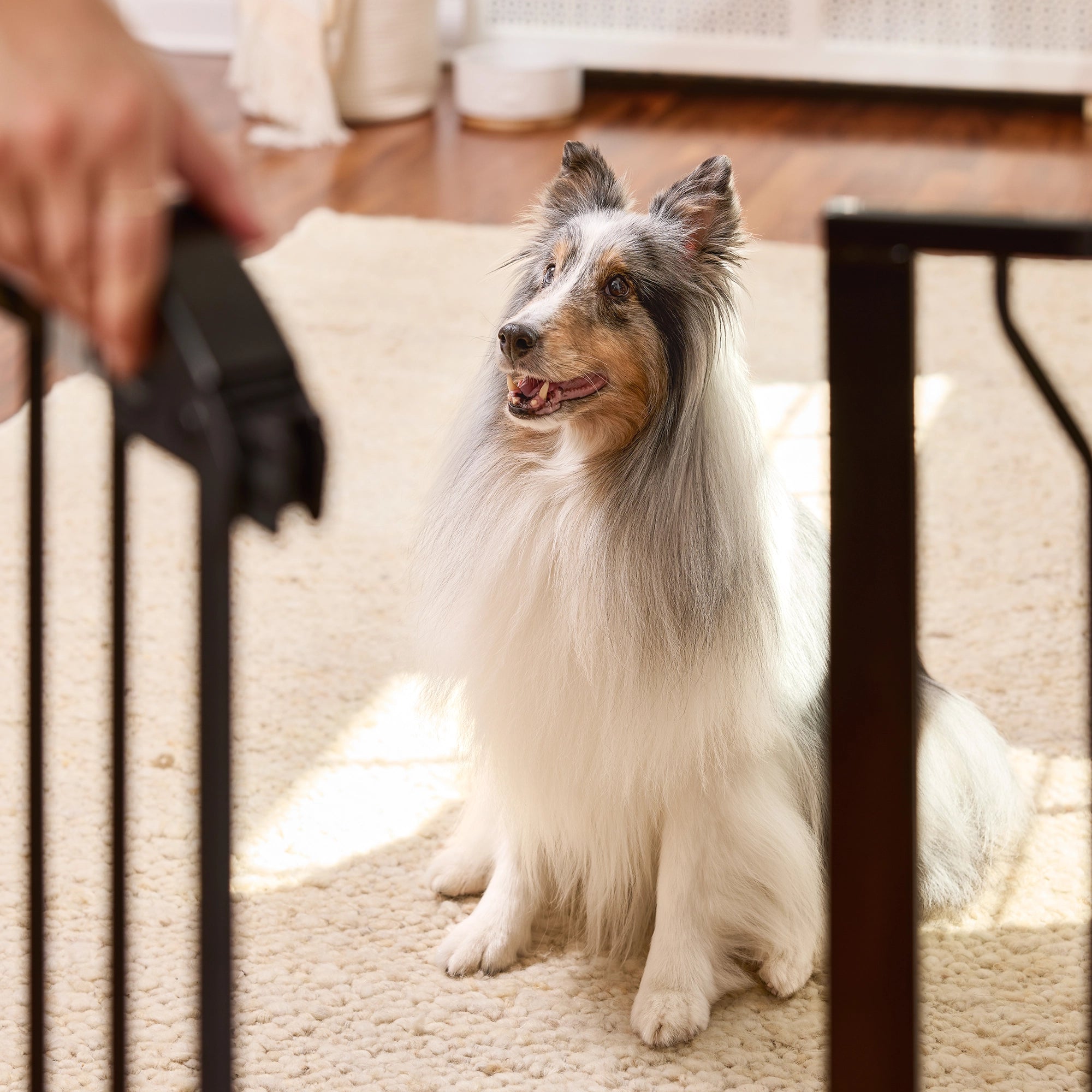 carlson-gates-51-walk-thru-hundegitter-griff-schwarz image 6