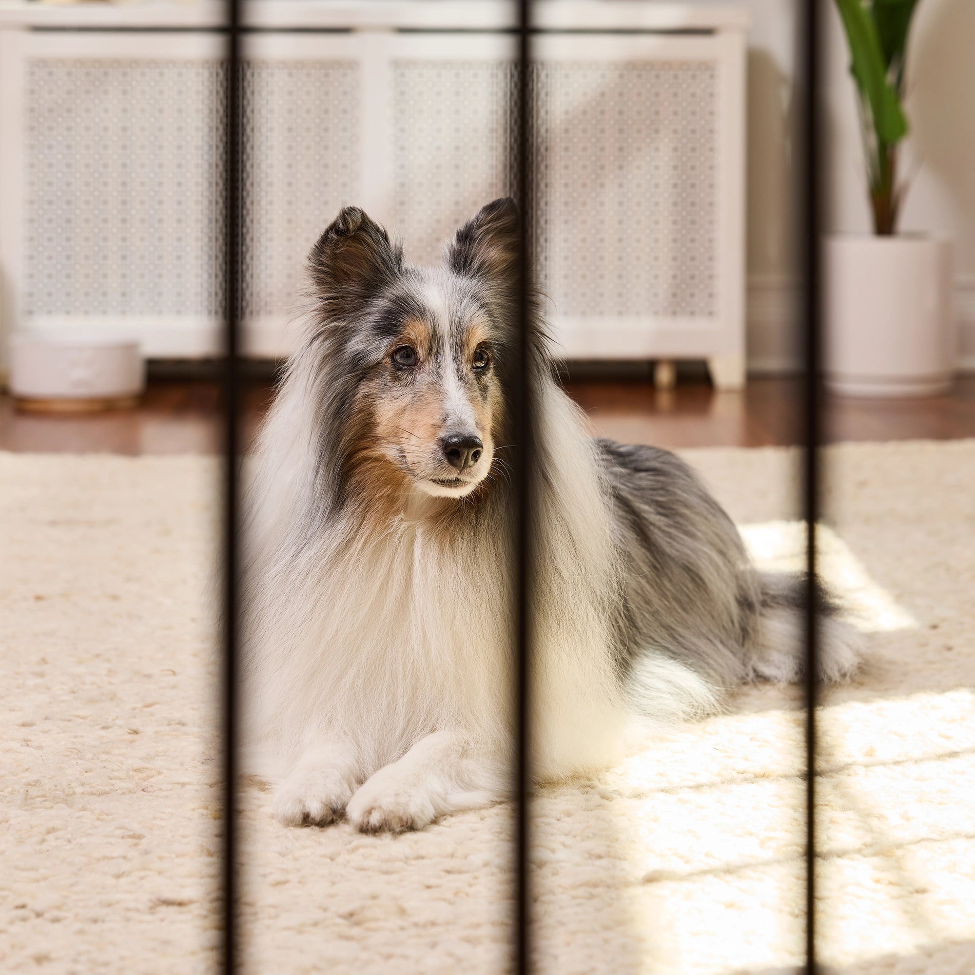 carlson-gates-51-walk-thru-hundegitter-griff-schwarz image 5