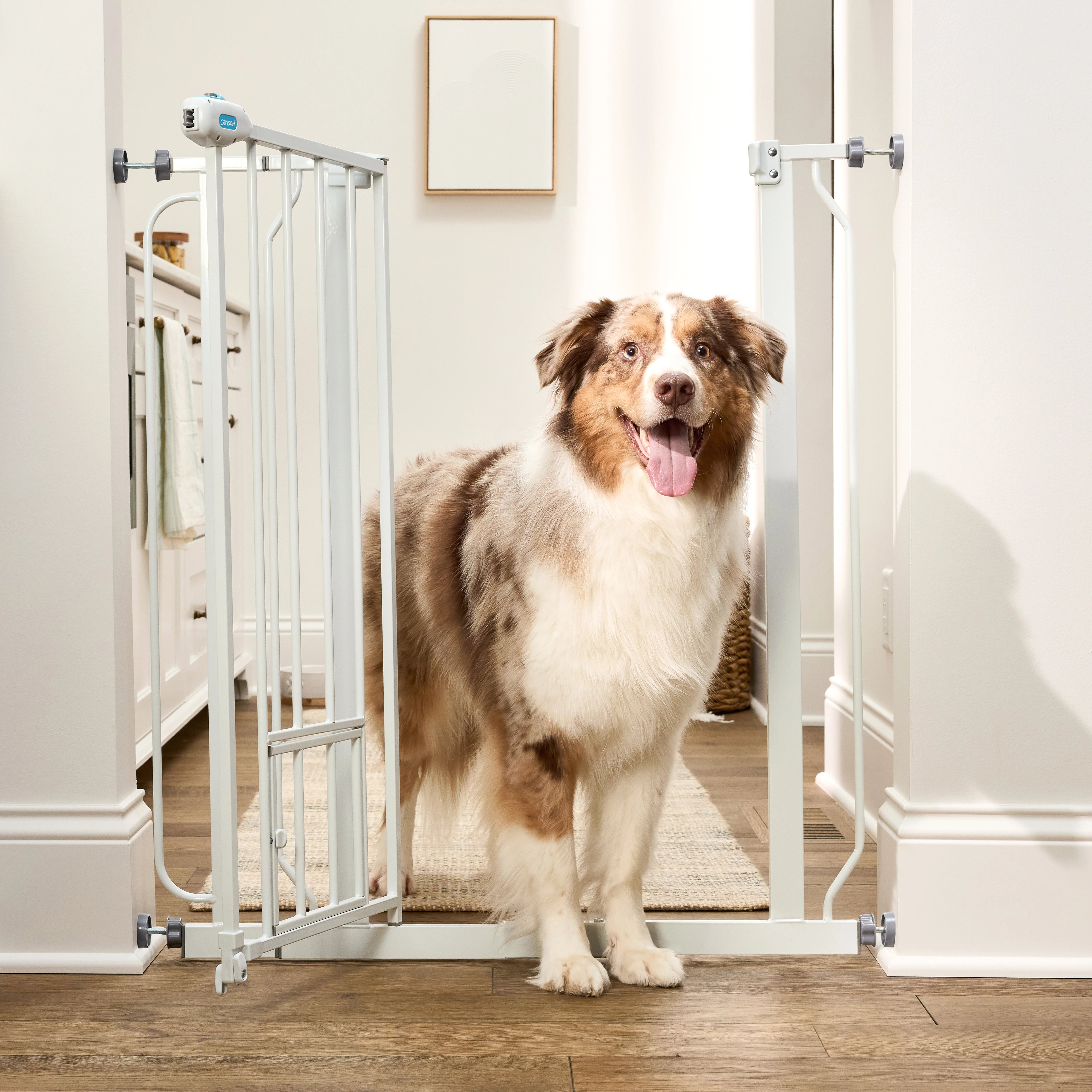 carlson-0941-walk-thru-hundegitter-wei-91-hoch-kleintiert-r image 5