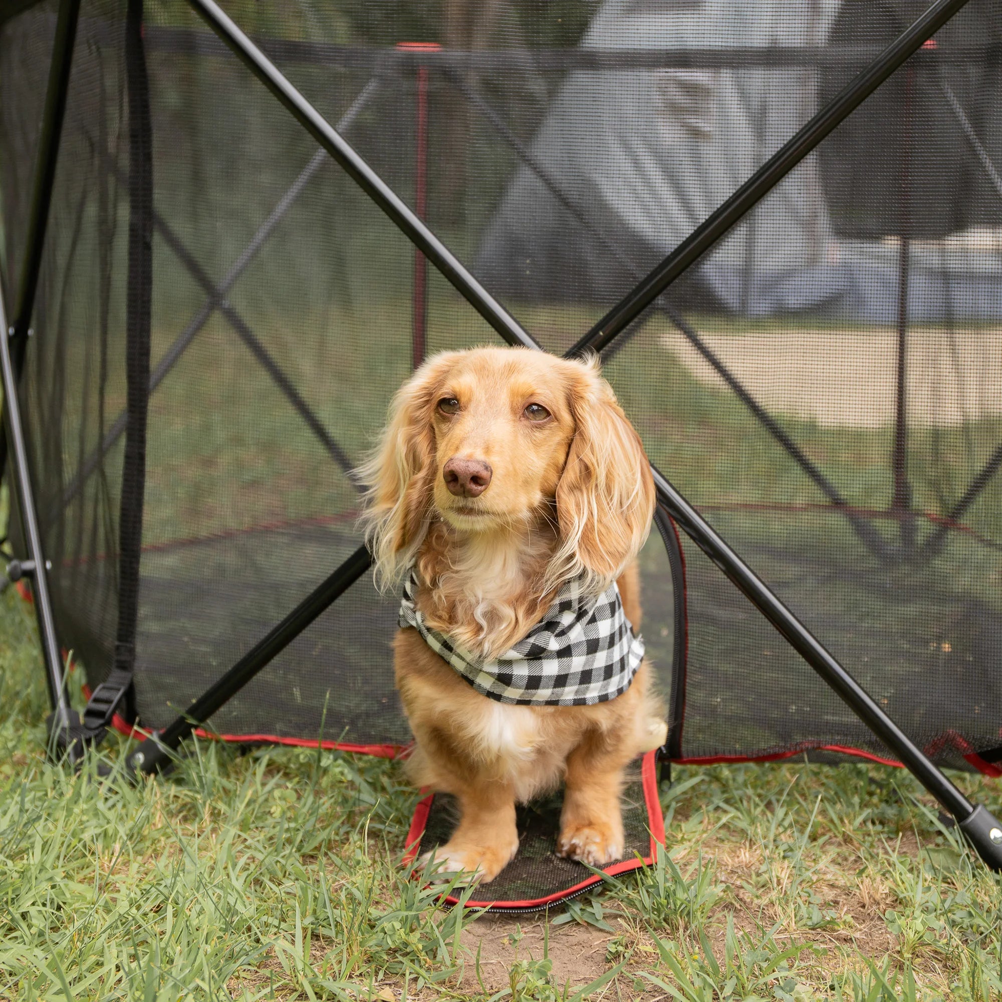 carlson-crates-pens-portable-pet-pen-hundegehege-rot-faltbar image 8