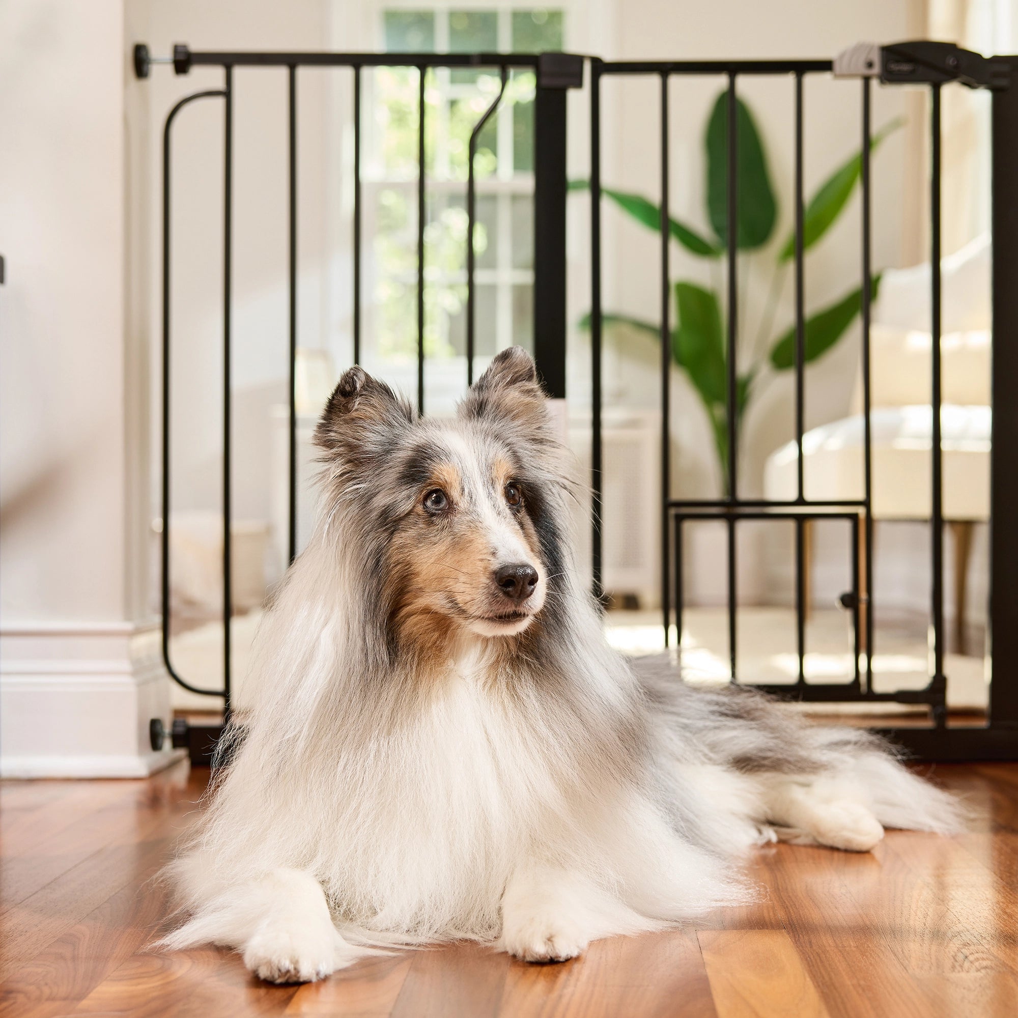 carlson-gates-51-walk-thru-hundegitter-griff-schwarz image 4