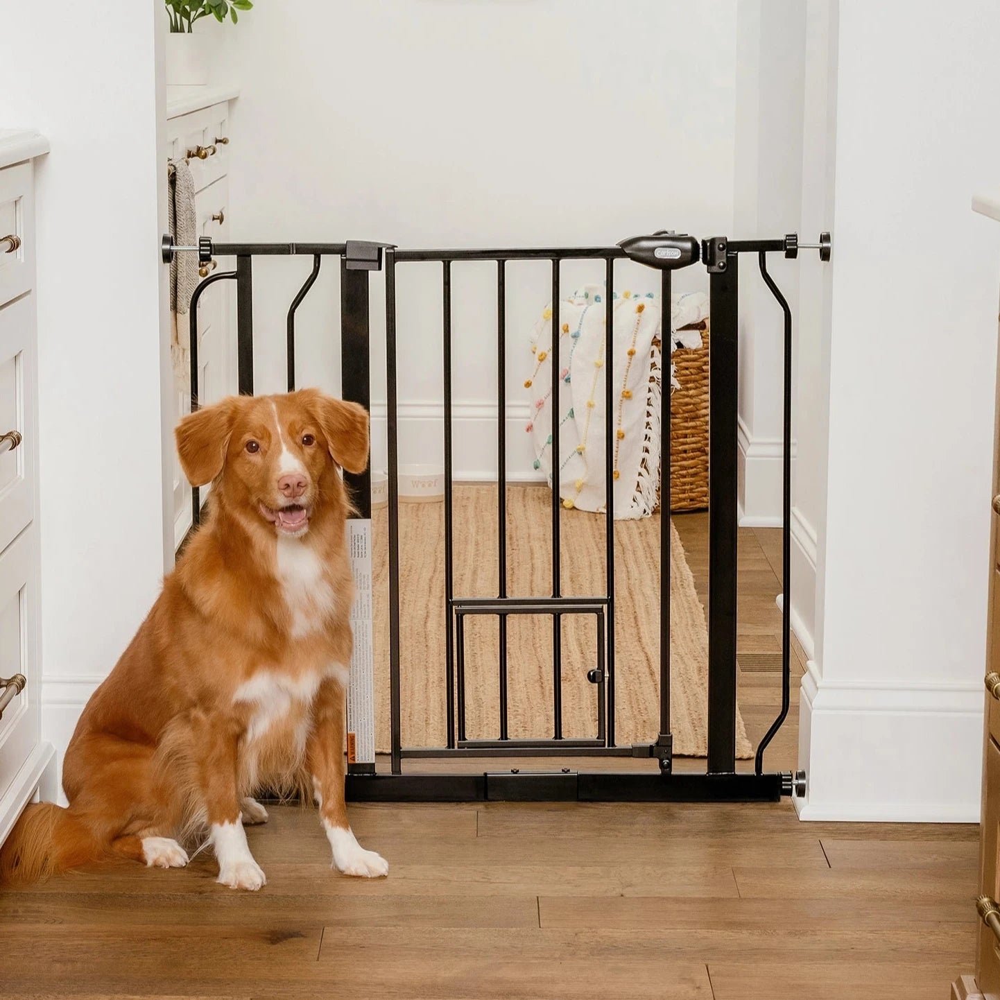 carlson-gates-extra-wide-walk-thru-hundegitter-schwarz image 1