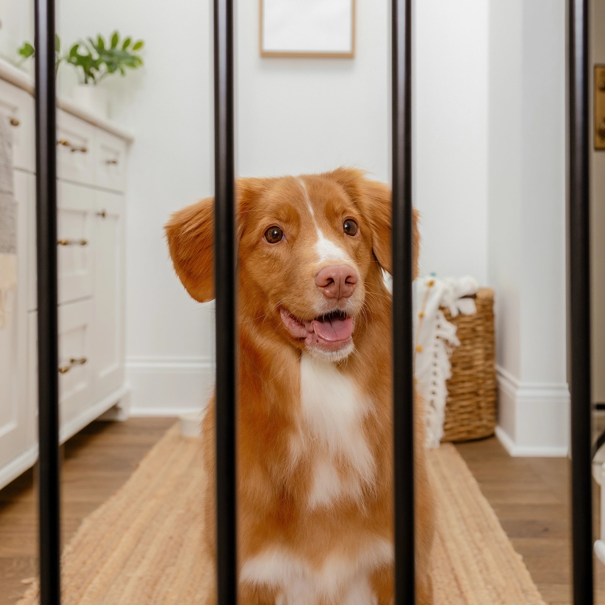 carlson-gates-extra-wide-walk-thru-hundegitter-schwarz image 6