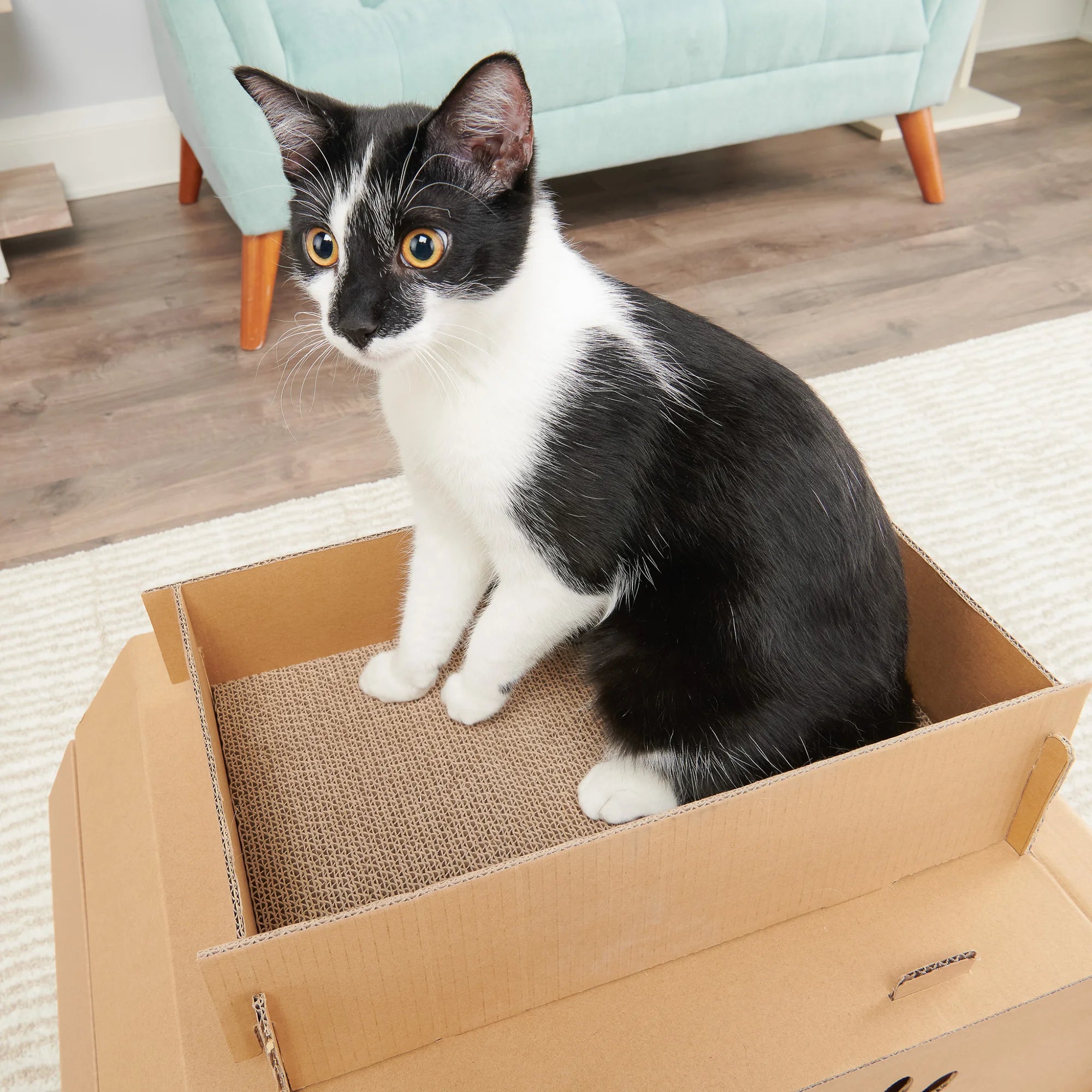 carlson-cat-camper-katzenhaus-pappe-mit-kratzer image 7