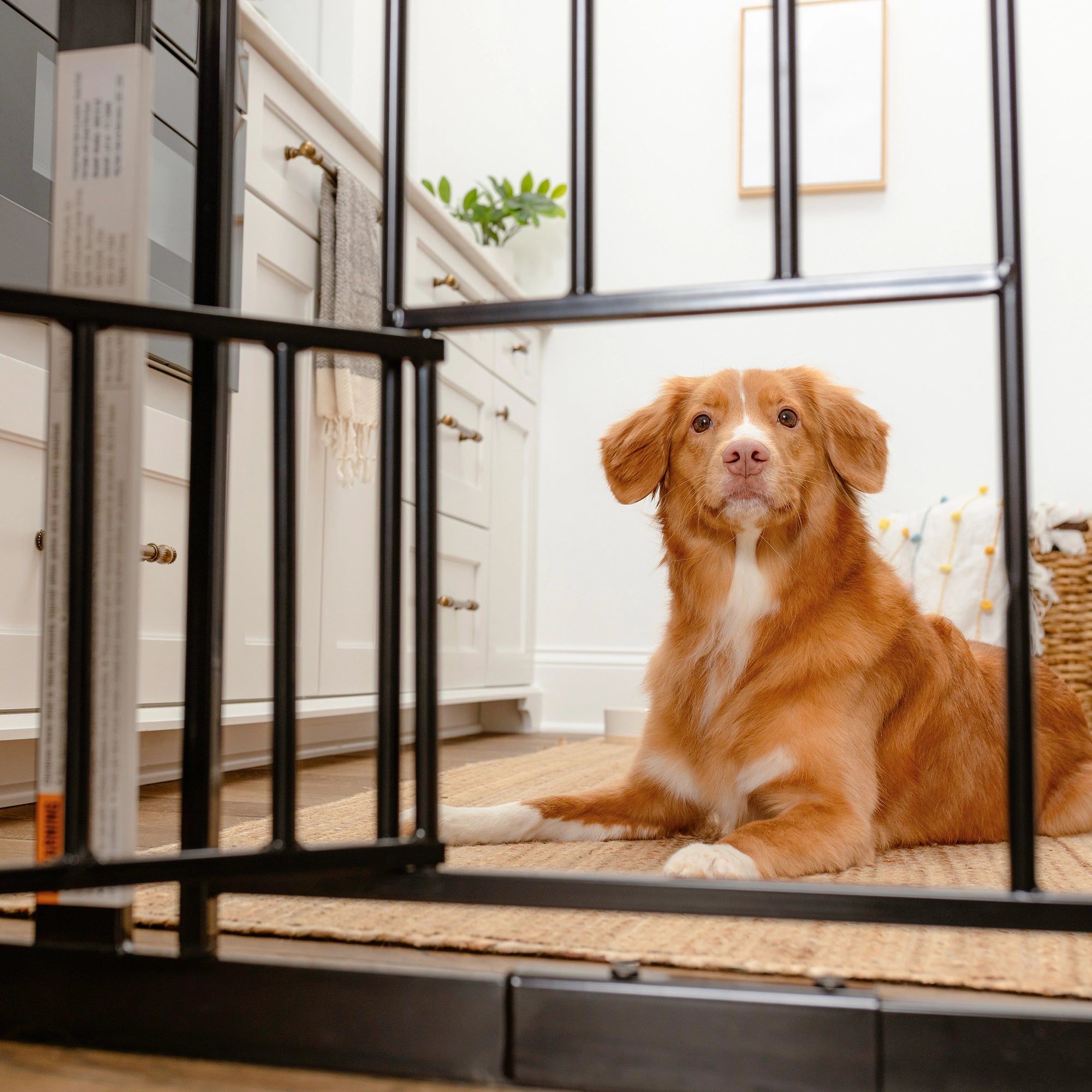 carlson-gates-extra-wide-walk-thru-hundegitter-schwarz image 7