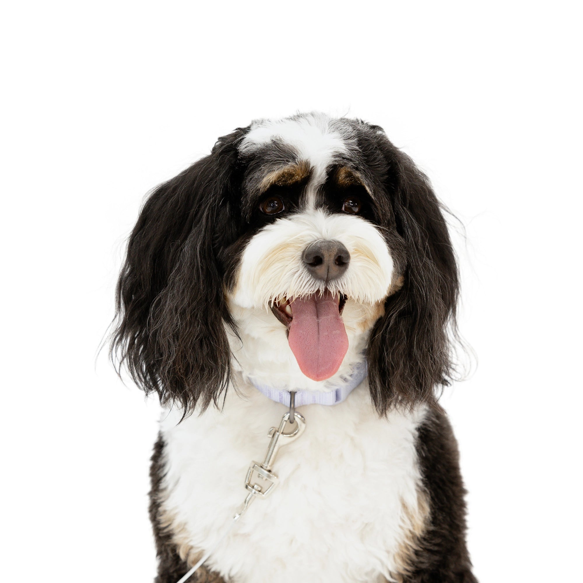carlson-tie-outs-small-hunde-anleine-3-m-23-kg image 7